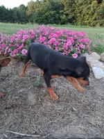 Sammy, a male Miniature Pinscher for sale in Vestaburg, MI – 4 of 4
