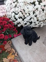 Francie, a female Shihpoo for sale in Vestaburg, MI – 2 of 2