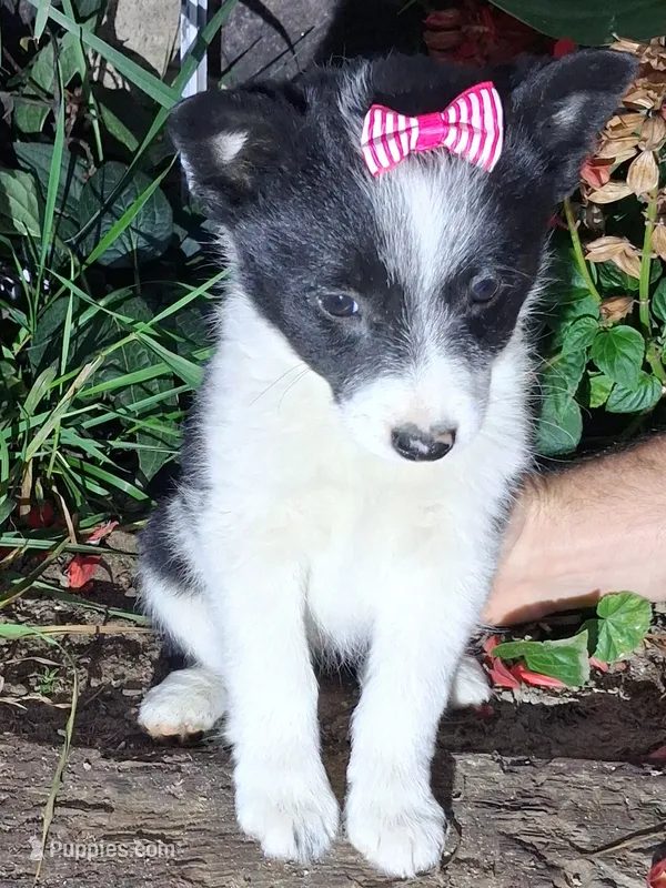 Macie – Schipperke puppy for sale in Vestaburg, MI