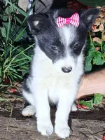 Macie, a female Schipperke for sale in Vestaburg, MI – 1 of 1