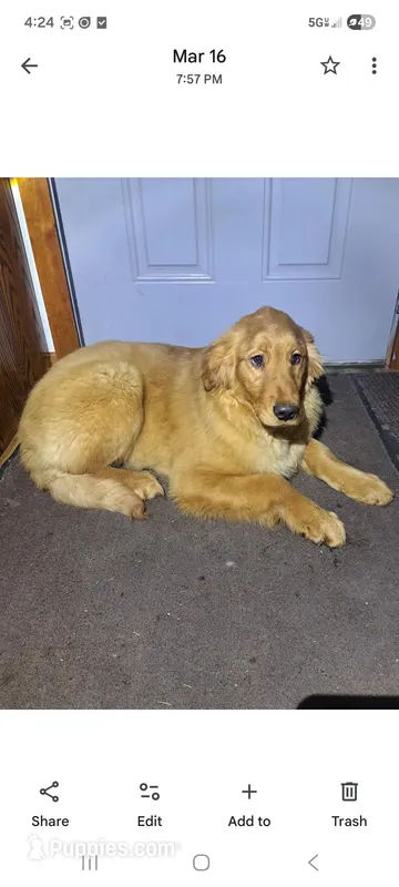 Vicki – Golden Retriever puppy for sale in Vestaburg, MI