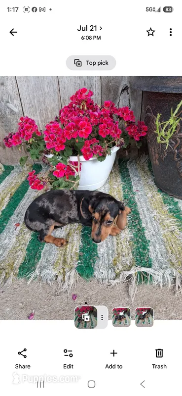 Scout – Miniature Dachshund puppy for sale in Vestaburg, MI