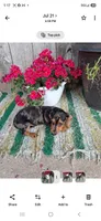 Scout, a male Miniature Dachshund for sale in Vestaburg, MI – 1 of 1
