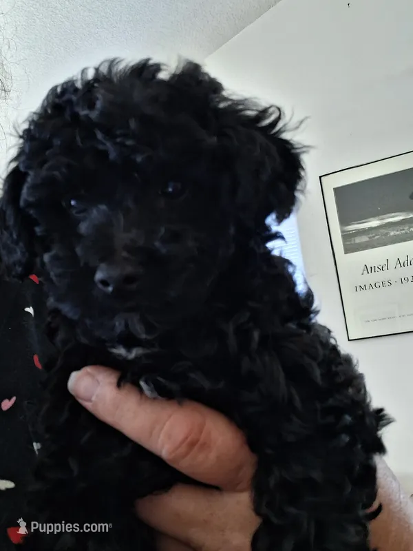 Rudy – Poodle - Miniature  puppy for sale in Vestaburg, MI