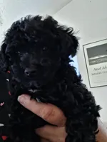 Rudy, a male Poodle - Miniature  for sale in Vestaburg, MI – 1 of 1