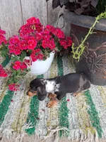 Scout, a male Miniature Dachshund for sale in Vestaburg, MI – 2 of 2