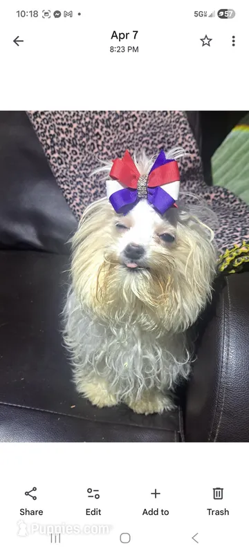 Winkie, a male Maltipoo for sale in Vestaburg, MI – Photo 1 of 2