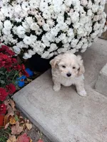 Fred, a male Shihpoo for sale in Vestaburg, MI – 2 of 2