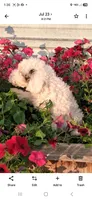 Spirit, a male Poodle - Miniature  for sale in Vestaburg, MI – 3 of 3