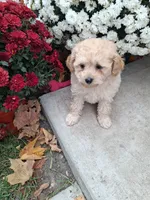 Freida, a female Shihpoo for sale in Vestaburg, MI – 2 of 2