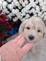 Frank, a male Shihpoo for sale in Vestaburg, MI – 3 of 3