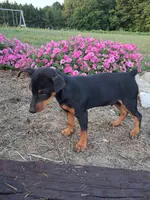 Sammy, a male Miniature Pinscher for sale in Vestaburg, MI – 3 of 4