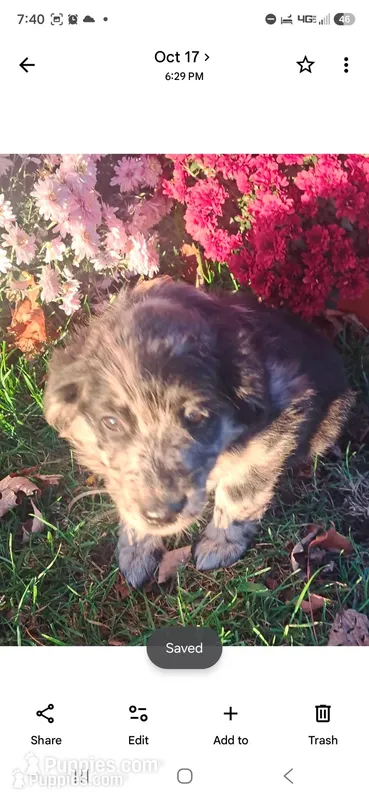 Rosie – Australian Shepherd, Golden Retriever puppy for sale in Vestaburg, MI