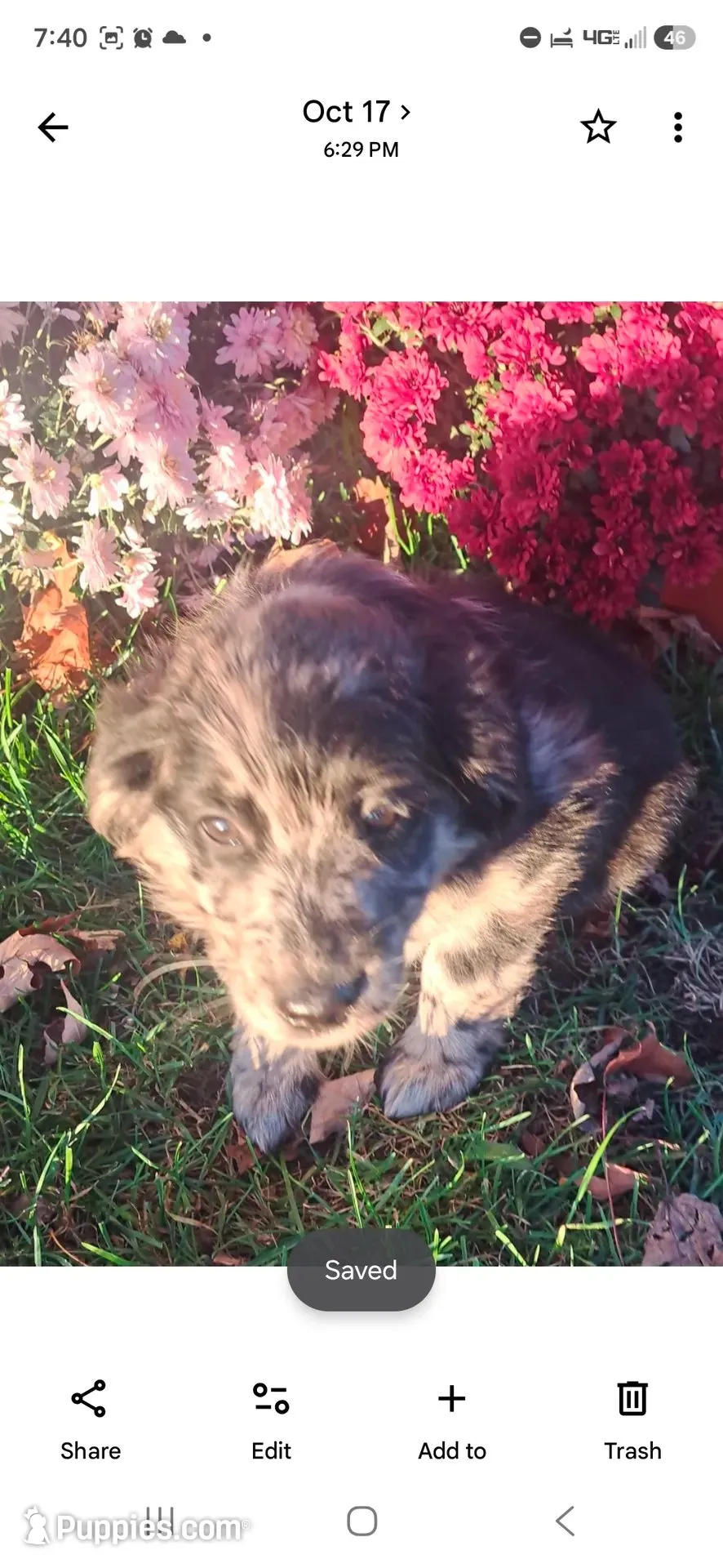 Rosie, a female Australian Shepherd and Golden Retriever for sale in Vestaburg, MI – 1 of 3