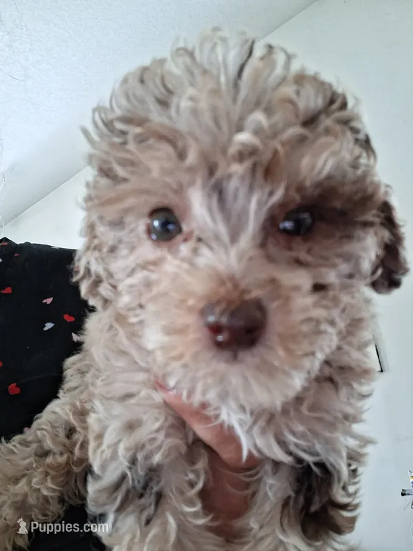 Rosie – Poodle - Miniature  puppy for sale in Vestaburg, MI