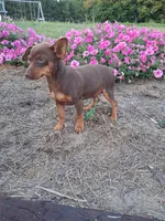 Sandy, a male Miniature Pinscher for sale in Vestaburg, MI – 2 of 7