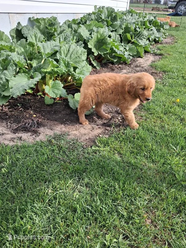 Kandi , a female Golden Retriever for sale in Vestaburg, MI – 1 of 2
