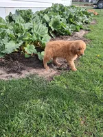 Kandi , a female Golden Retriever for sale in Vestaburg, MI – 1 of 2