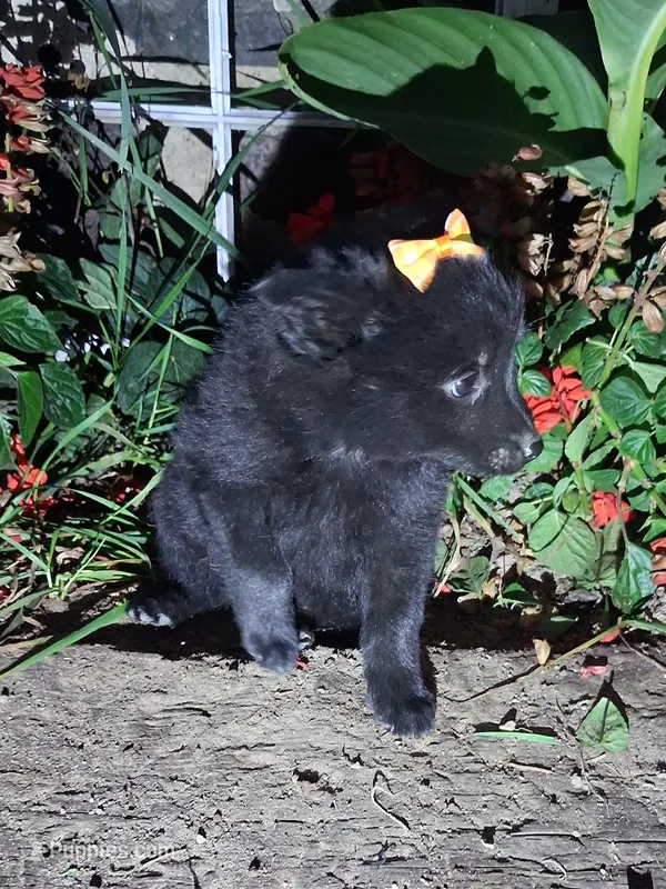 Maggie – Schipperke puppy for sale in Vestaburg, MI