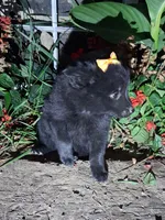Maggie, a female Schipperke for sale in Vestaburg, MI – 1 of 1