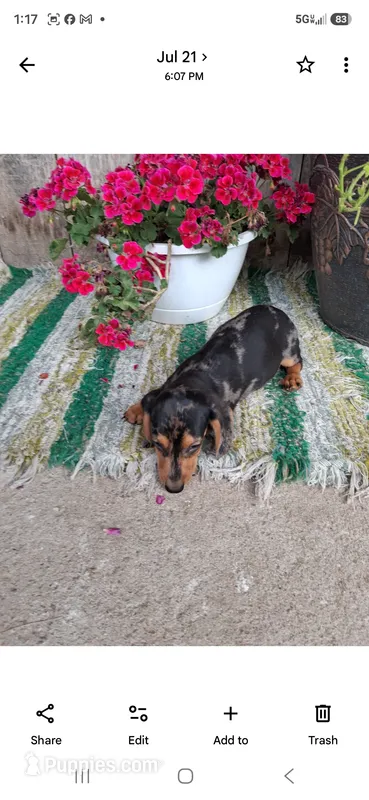 Scooter – Miniature Dachshund puppy for sale in Vestaburg, MI