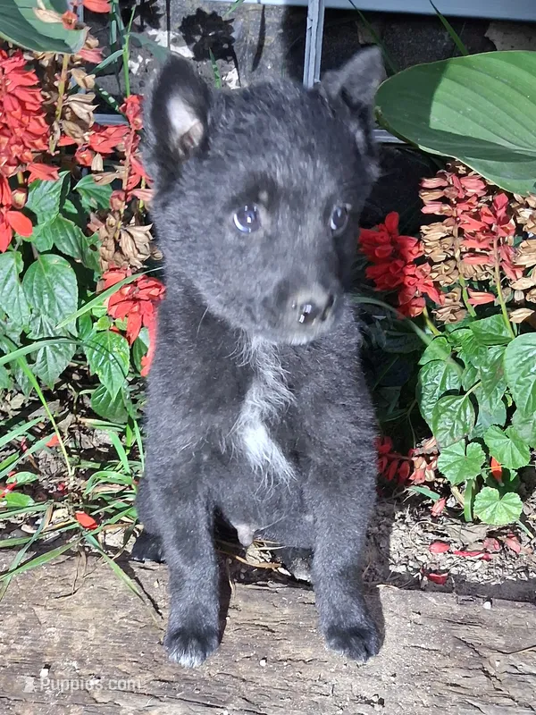 Mikie  – Schipperke puppy for sale in Vestaburg, MI