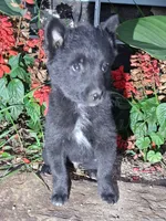 Mikie , a male Schipperke for sale in Vestaburg, MI – 1 of 1