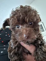 Roxie, a female Poodle - Miniature  for sale in Vestaburg, MI – 3 of 3