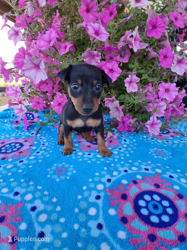 Sammy – Miniature Pinscher puppy for sale in Vestaburg, MI