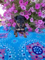 Sammy, a male Miniature Pinscher for sale in Vestaburg, MI – 1 of 1