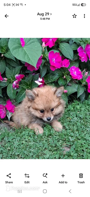 Tanya – Pomeranian puppy for sale in Vestaburg, MI