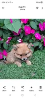 Tanya, a female Pomeranian for sale in Vestaburg, MI – 1 of 1