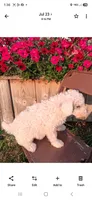 Spirit, a male Poodle - Miniature  for sale in Vestaburg, MI – 2 of 3