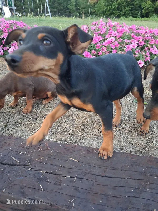 Sammy – Miniature Pinscher puppy for sale in Vestaburg, MI