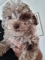 Rosie, a female Poodle - Miniature  for sale in Vestaburg, MI – 2 of 3