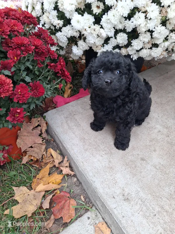 Francie – Shihpoo puppy for sale in Vestaburg, MI