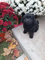 Francie, a female Shihpoo for sale in Vestaburg, MI – 1 of 2