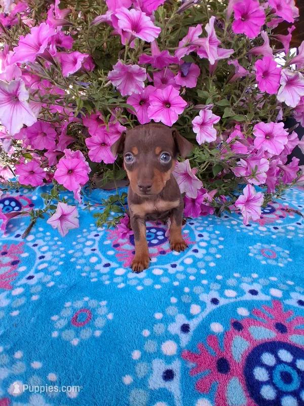 Sally – Miniature Pinscher puppy for sale in Vestaburg, MI