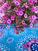 Sally, a female Miniature Pinscher for sale in Vestaburg, MI – 1 of 1