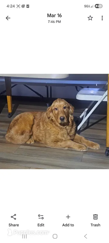 Kingston  – Golden Retriever puppy for sale in Vestaburg, MI