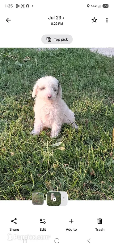Spirit – Poodle - Miniature  puppy for sale in Vestaburg, MI