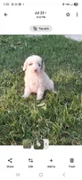 Spirit, a male Poodle - Miniature  for sale in Vestaburg, MI – 1 of 3