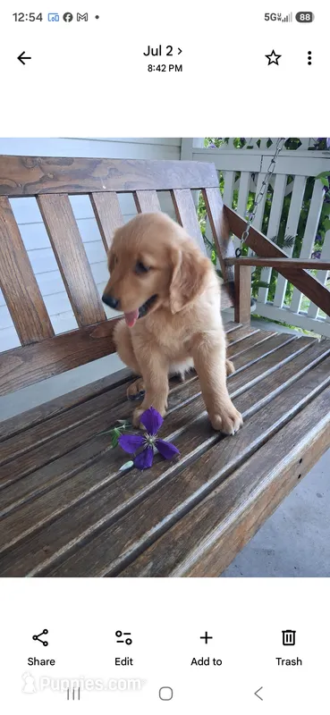 Sarge – Golden Retriever puppy for sale in Vestaburg, MI