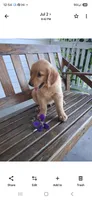 Sarge, a male Golden Retriever for sale in Vestaburg, MI – 1 of 1