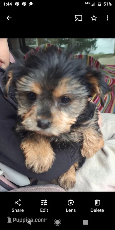 Hailey – Shorkie puppy on hold in Vestaburg, MI
