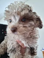 Rosie, a female Poodle - Miniature  for sale in Vestaburg, MI – 3 of 3
