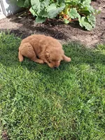 Kandi , a female Golden Retriever for sale in Vestaburg, MI – 2 of 2
