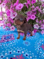 Sandy, a male Miniature Pinscher for sale in Vestaburg, MI – 3 of 5