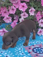 Sandy, a male Miniature Pinscher for sale in Vestaburg, MI – 4 of 5