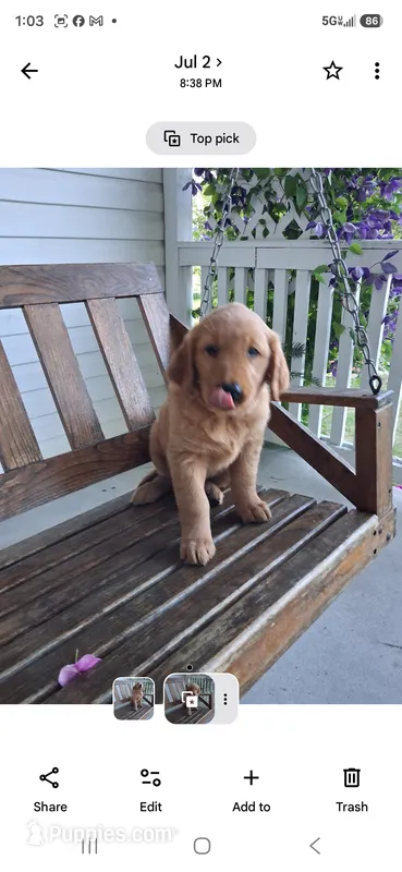 Veronica – Golden Retriever puppy for sale in Vestaburg, MI